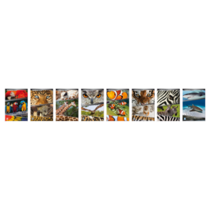 Maxi quaderni Blasetti Animali A4 18+1 fogli carta 100 g/m² - rigatura 4 mm - 5893 (conf.10)